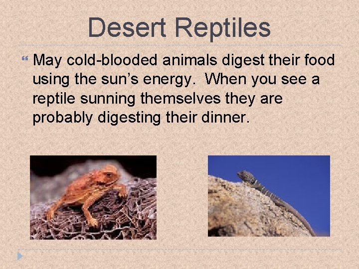 Desert Reptiles May cold-blooded animals digest their food using the sun’s energy. When you