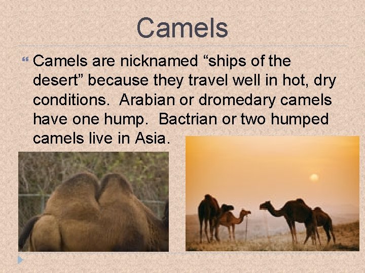 Camels are nicknamed “ships of the desert” because they travel well in hot, dry