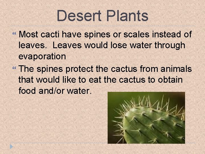 Desert Plants Most cacti have spines or scales instead of leaves. Leaves would lose