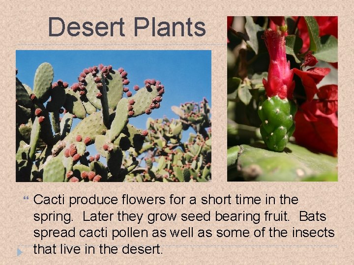 Desert Plants Cacti produce flowers for a short time in the spring. Later they