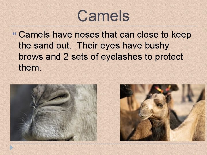 Camels have noses that can close to keep the sand out. Their eyes have