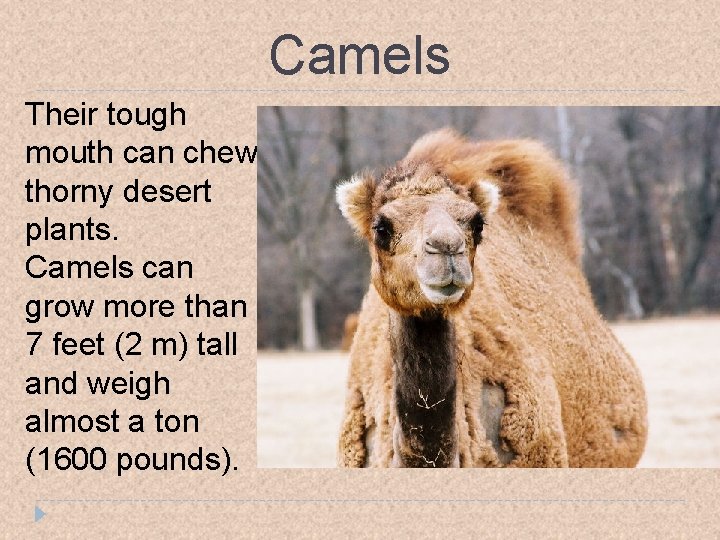 Camels Their tough mouth can chew thorny desert plants. Camels can grow more than