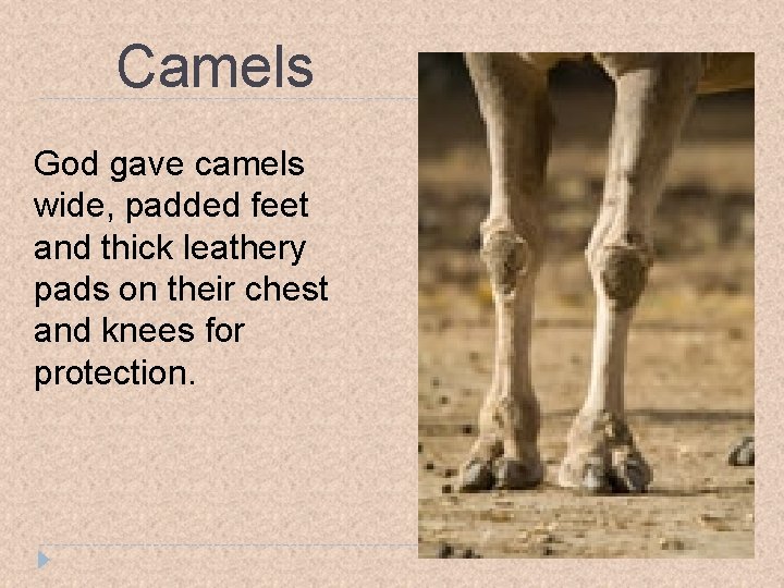 Camels God gave camels wide, padded feet and thick leathery pads on their chest