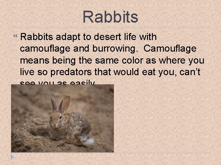 Rabbits adapt to desert life with camouflage and burrowing. Camouflage means being the same