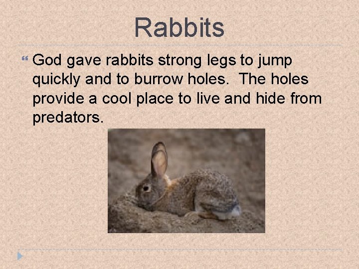 Rabbits God gave rabbits strong legs to jump quickly and to burrow holes. The