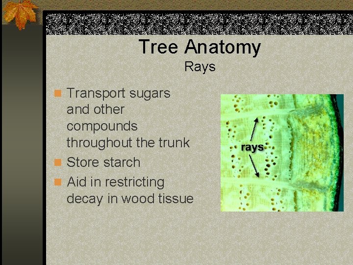 Tree Anatomy Rays n Transport sugars and other compounds throughout the trunk n Store