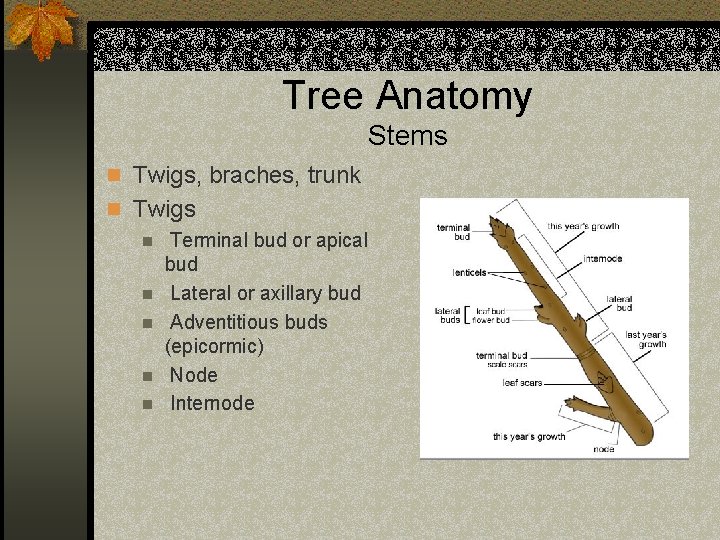 Tree Anatomy Stems n Twigs, braches, trunk n Twigs n Terminal bud or apical