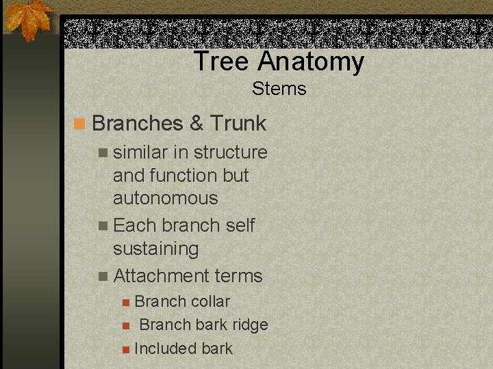 Tree Anatomy Stems n Branches & Trunk n similar in structure and function but