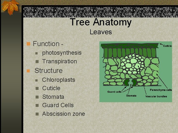 Tree Anatomy Leaves n Function n photosynthesis n Transpiration n Structure n n n