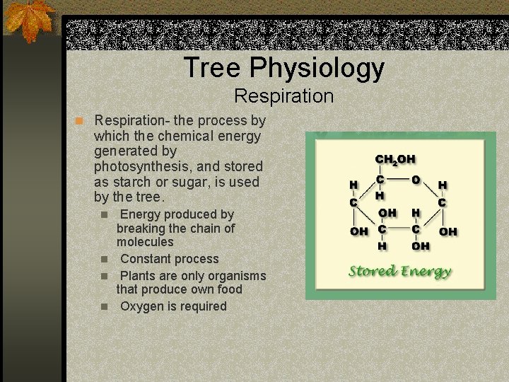 Tree Physiology Respiration n Respiration- the process by which the chemical energy generated by