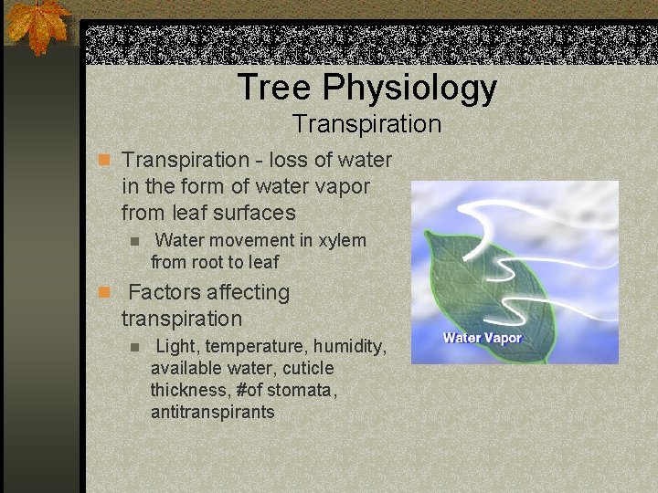 Tree Physiology Transpiration n Transpiration - loss of water in the form of water