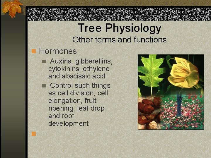 Tree Physiology Other terms and functions n Hormones Auxins, gibberellins, cytokinins, ethylene and abscissic