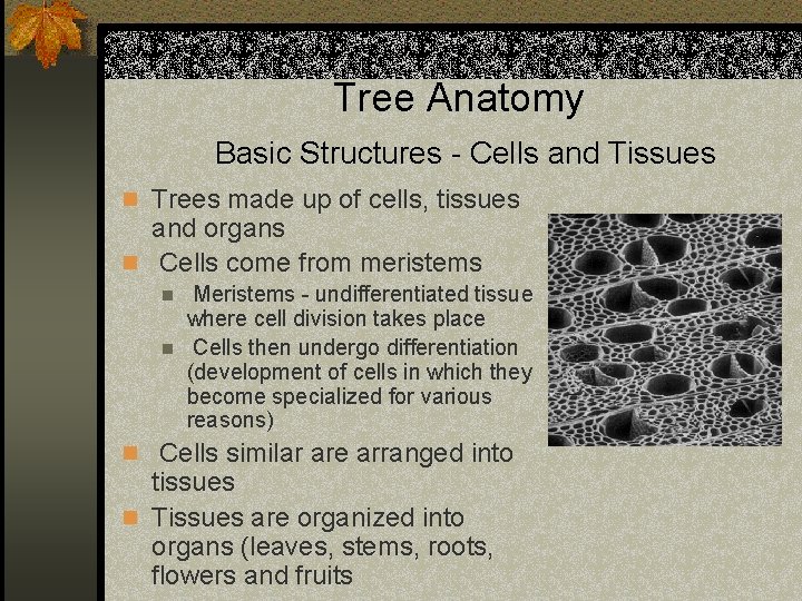 Tree Anatomy Basic Structures - Cells and Tissues n Trees made up of cells,
