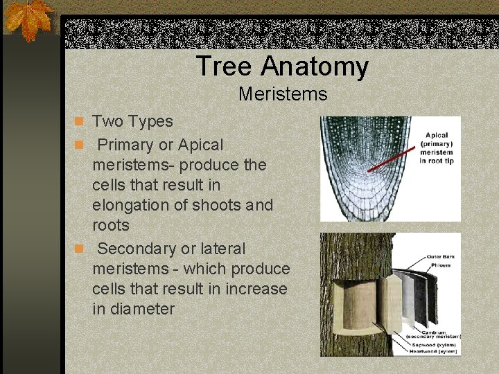 Tree Anatomy Meristems n Two Types n Primary or Apical meristems- produce the cells