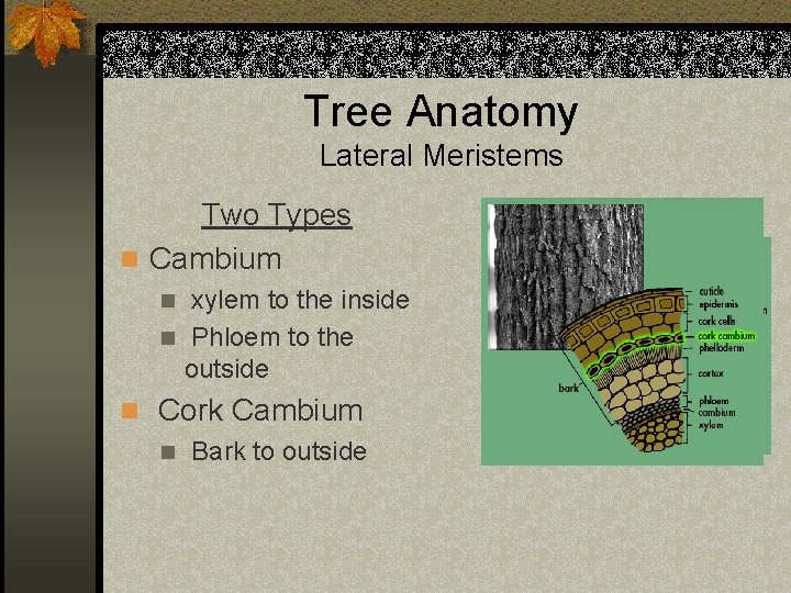 Tree Anatomy Lateral Meristems Two Types n Cambium xylem to the inside n Phloem