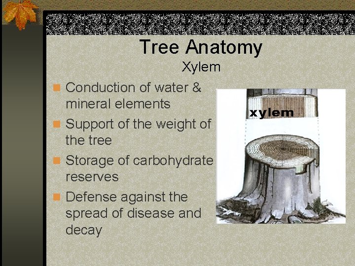 Tree Anatomy n n Xylem Conduction of water & mineral elements Support of the