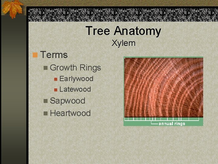 Tree Anatomy Xylem n Terms n Growth Rings n Earlywood n Latewood n Sapwood