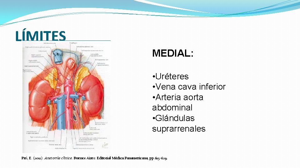 LÍMITES MEDIAL: • Uréteres • Vena cava inferior • Arteria aorta abdominal • Glándulas