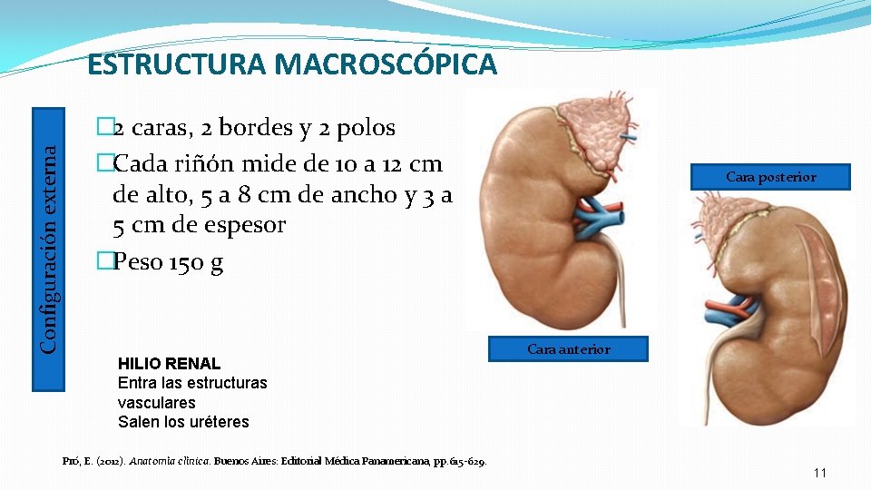 Configuración externa ESTRUCTURA MACROSCÓPICA � 2 caras, 2 bordes y 2 polos �Cada riñón