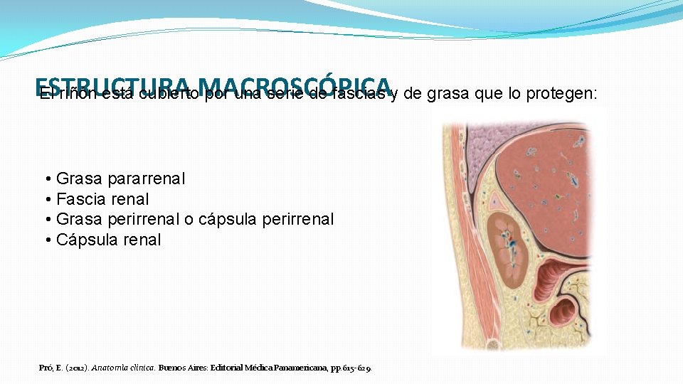 ESTRUCTURA El riñón está cubierto. MACROSCÓPICA por una serie de fascias y de grasa