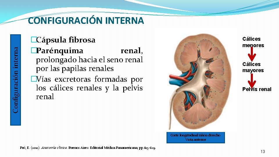 Configuración interna CONFIGURACIÓN INTERNA �Cápsula fibrosa �Parénquima renal, prolongado hacia el seno renal por