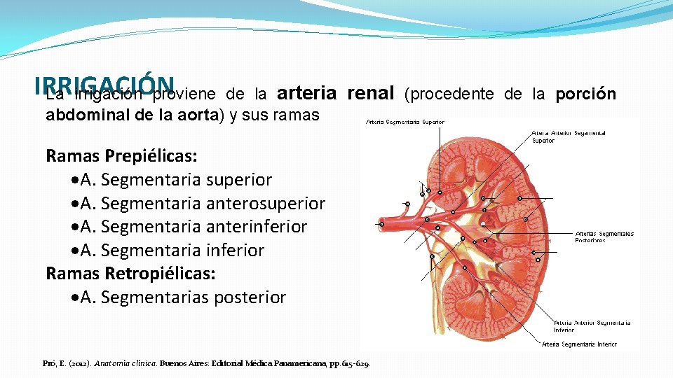 IRRIGACIÓN La irrigación proviene de la arteria renal (procedente de la porción abdominal de