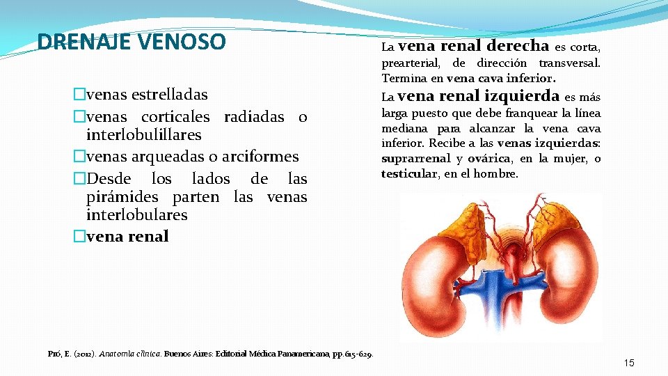 DRENAJE VENOSO �venas estrelladas �venas corticales radiadas o interlobulillares �venas arqueadas o arciformes �Desde