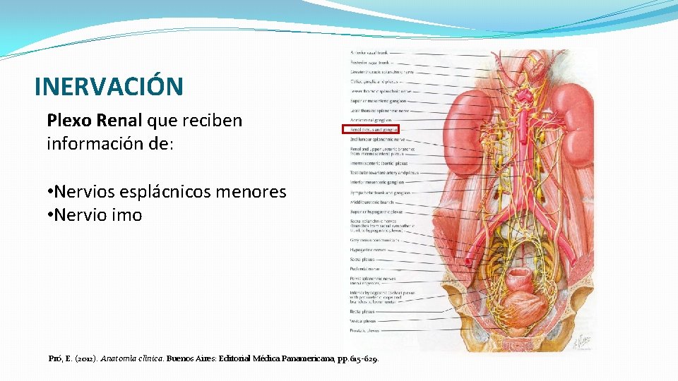 INERVACIÓN Plexo Renal que reciben información de: • Nervios esplácnicos menores • Nervio imo