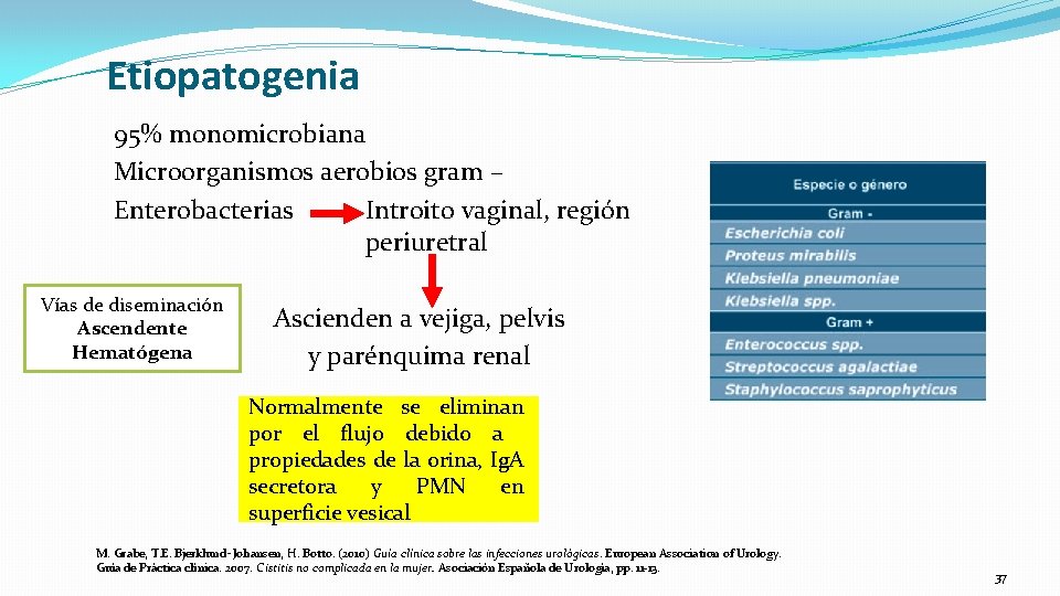 Etiopatogenia 95% monomicrobiana Microorganismos aerobios gram – Enterobacterias Introito vaginal, región periuretral Vías de