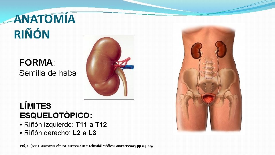 ANATOMÍA RIÑÓN FORMA: Semilla de haba LÍMITES ESQUELOTÓPICO: • Riñón izquierdo: T 11 a