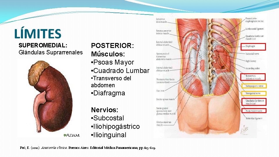 LÍMITES SUPEROMEDIAL: Glándulas Suprarrenales POSTERIOR: Músculos: • Psoas Mayor • Cuadrado Lumbar • Transverso