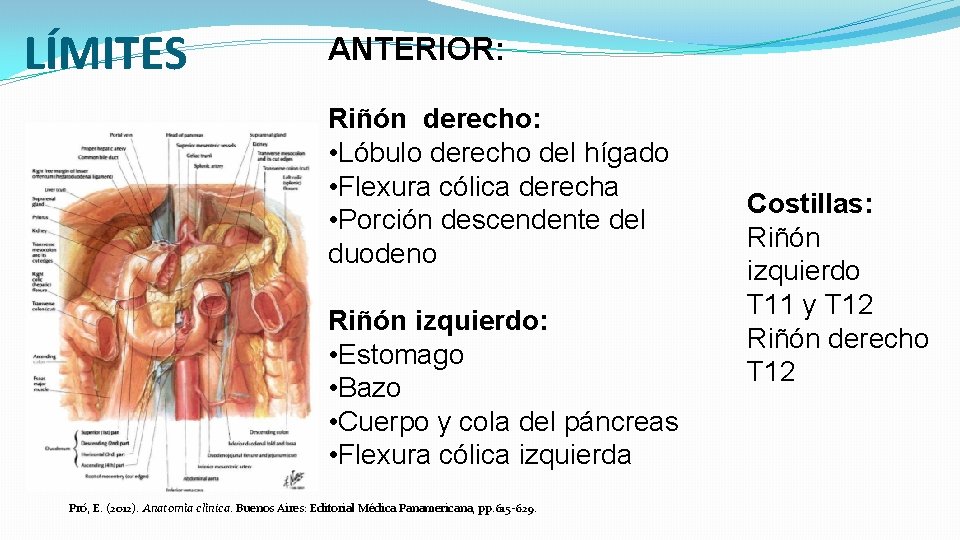 LÍMITES ANTERIOR: Riñón derecho: • Lóbulo derecho del hígado • Flexura cólica derecha •