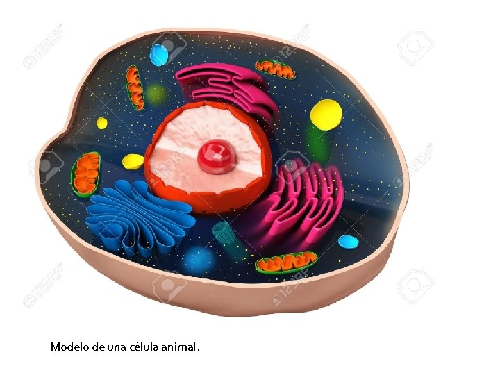 Modelo de una célula animal. 