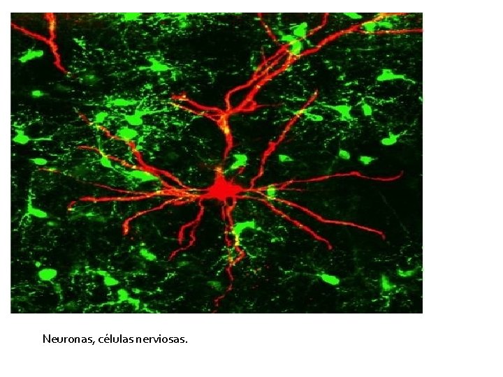 Neuronas, células nerviosas. 