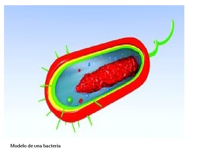 Modelo de una bacteria 