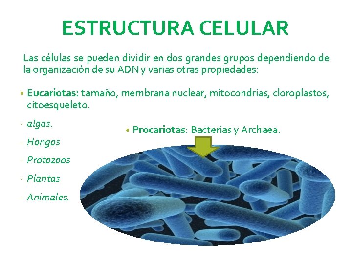 ESTRUCTURA CELULAR Las células se pueden dividir en dos grandes grupos dependiendo de la