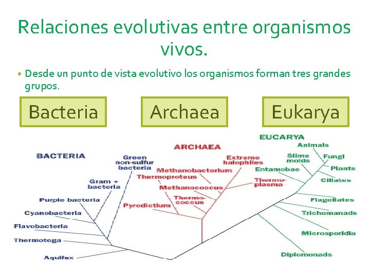 Relaciones evolutivas entre organismos vivos. • Desde un punto de vista evolutivo los organismos