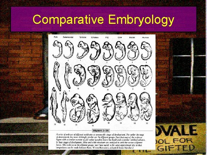 Comparative Embryology 