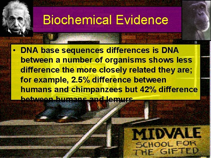 Biochemical Evidence • DNA base sequences differences is DNA between a number of organisms