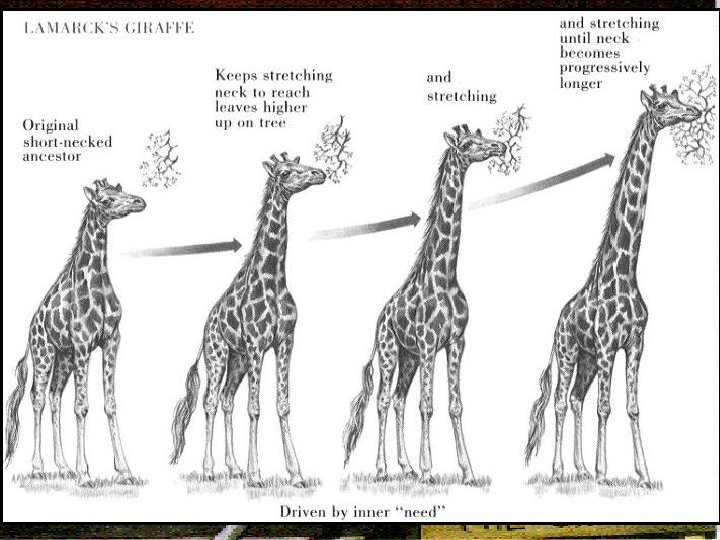 Contributors to the Theory of Evolution • Linneaus – Developed the classification system (binomial