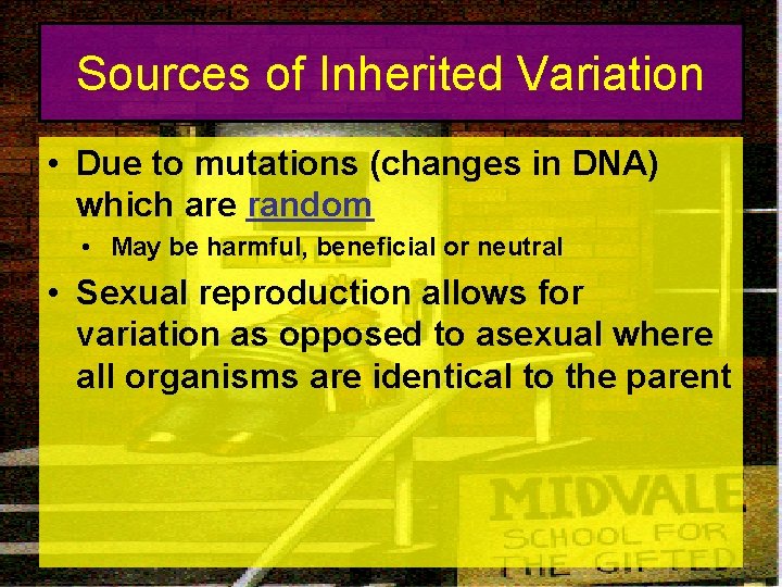 Sources of Inherited Variation • Due to mutations (changes in DNA) which are random