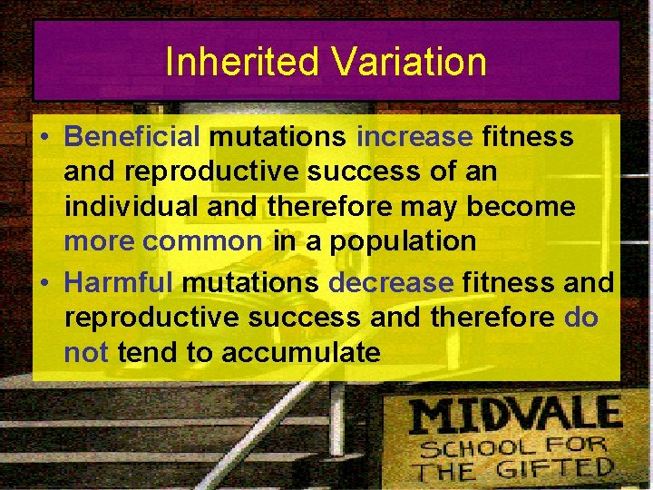 Inherited Variation • Beneficial mutations increase fitness and reproductive success of an individual and