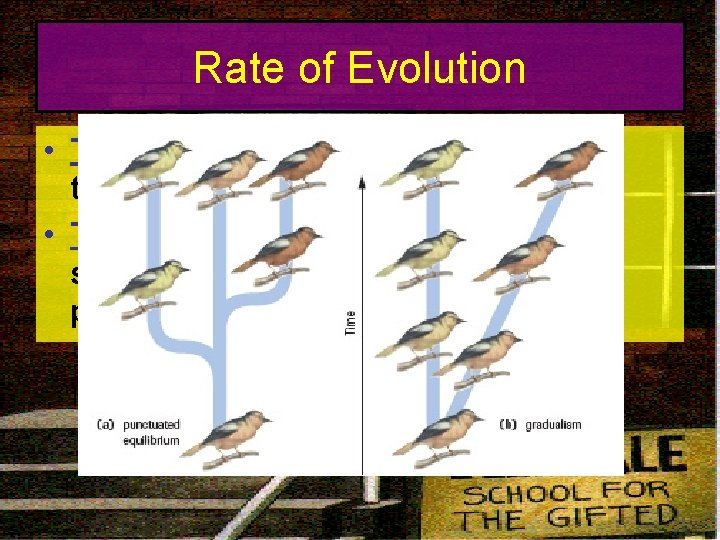 Rate of Evolution • Theory of Gradualism – speciation takes place slowly • Theory