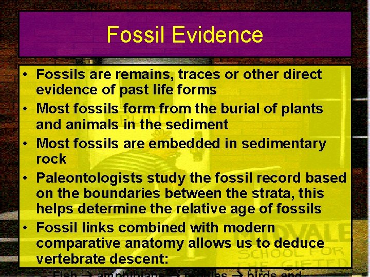 Fossil Evidence • Fossils are remains, traces or other direct evidence of past life
