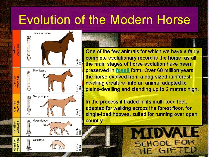 Evolution of the Modern Horse One of the few animals for which we have