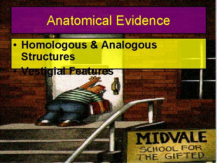 Anatomical Evidence • Homologous & Analogous Structures • Vestigial Features 