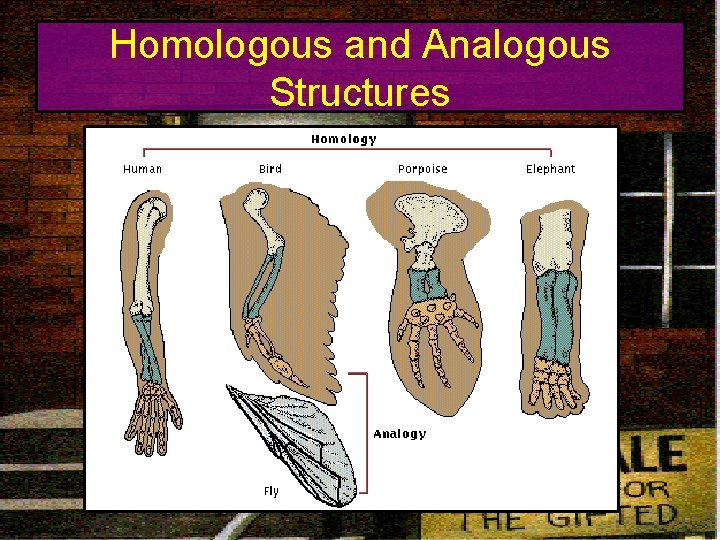 Homologous and Analogous Structures 
