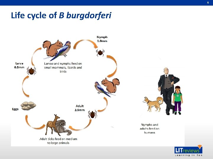 8 Life cycle of B burgdorferi 