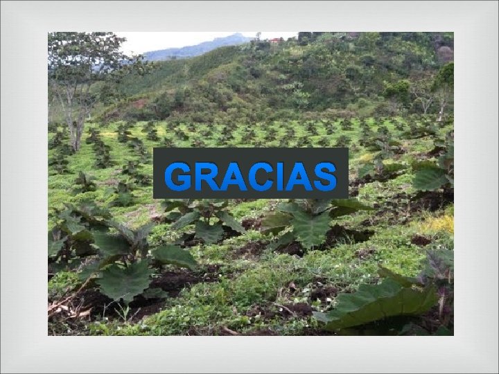 GRACIAS 