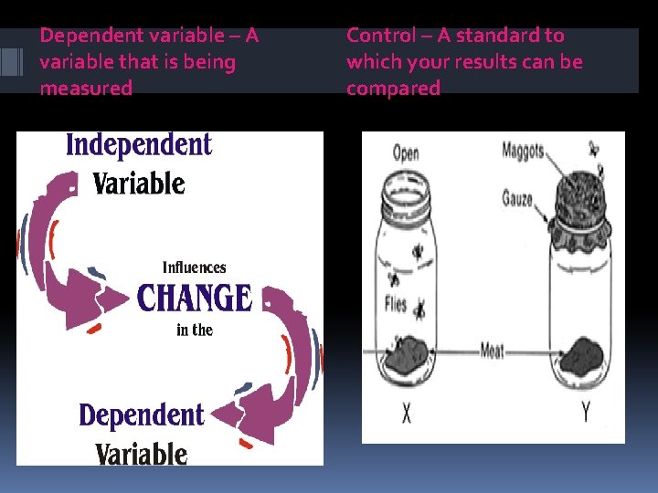 Dependent variable – A variable that is being measured Control – A standard to